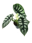 Alocasia Silver Dragon - zdjęcie poglądowe