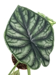 Alocasia Dragon Scale  - zdjęcie poglądowe gatunku