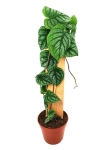 Monstera dubia - matecznik