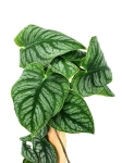 Monstera dubia - matecznik