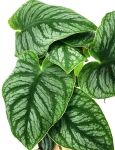 Monstera dubia - matecznik