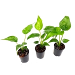 Alocasia cucullata - s