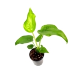 Alocasia cucullata - s