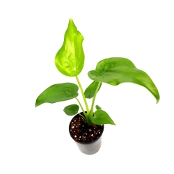 Alocasia cucullata 