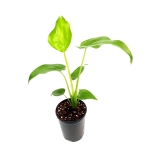 Alocasia cucullata - s