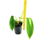 Philodendron florida ghost hybrid - rozmiar s