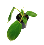 Philodendron florida ghost hybrid - s