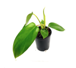 2-philodendron-florida-ghost-hybrid - s