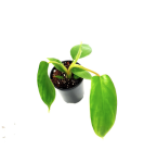 2-philodendron-florida-ghost-hybrid - s