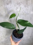 Epipremnum pinnatum blue form M