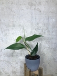  Epipremnum pinnatum blue form M