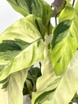 Calathea Thai Beauty - liście