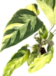 Calathea Thai Beauty - przykładowa roślina