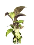 Calathea Thai Beauty - przykładowa roślina