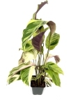 Calathea Thai Beauty - przykładowa roślina