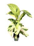 Calathea Thai Beauty - przykładowa roślina