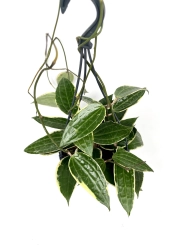 Hoya macrophylla 'Albomarginata'
