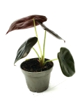Alocasia cuprea 'Red Secret' - S