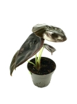 Alocasia cuprea 'Red Secret' - S
