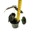Alocasia cuprea 'Red Secret' - S