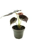 Alocasia cuprea 'Red Secret' - S