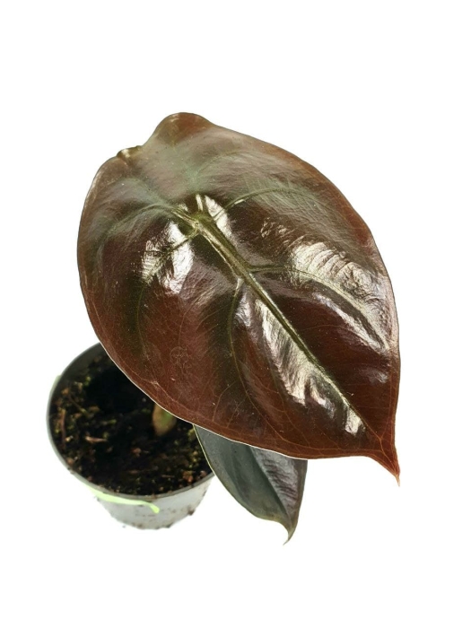 Alocasia cuprea 'Red Secret' - S