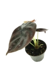 Alocasia cuprea 'Red Secret' - S