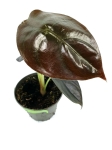 Alocasia cuprea 'Red Secret' - S