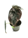 Alocasia cuprea 'Red Secret' - S
