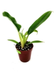 Philodendron Narrow Leaf - S
