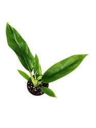 Philodendron Narrow Leaf