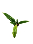 Philodendron Narrow Leaf - S