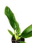 Philodendron Narrow Leaf - S