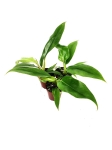 Philodendron Narrow Leaf - S