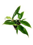 Philodendron Narrow Leaf - S