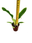 Philodendron Narrow Leaf - S