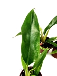 Philodendron Narrow Leaf - S