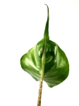 Alocasia stingray - liść