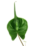 Alocasia stingray - liść