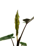 Alocasia Lauterbachiana - S