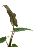 Alocasia Lauterbachiana - S