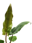 Alocasia Lauterbachiana - S