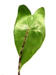Alocasia zebrina - liść
