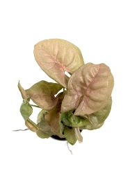 Syngonium Neon robusta - S