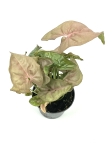 Syngonium Neon Robusta - S