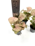 Syngonium Neon Robusta - S wysokość