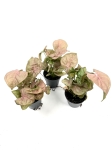 Syngonium Neon Robusta - przykładowe sadzonki S