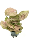 Syngonium Neon Robusta - S