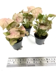 Syngonium Neon Robusta - przykładowe sadzonki S
