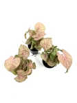 Syngonium Neon Robusta - przykładowe sadzonki S
